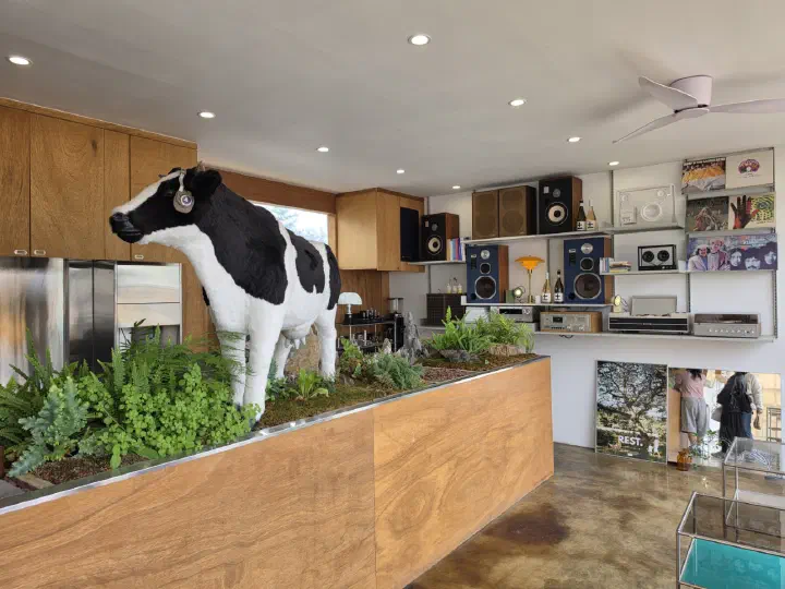 Cow sculpture and vintage decor inside the Gamzabatt gift shop in Chuncheon