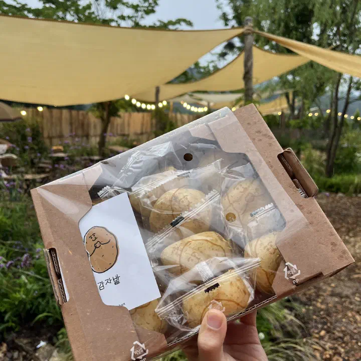 Box of ten Gamzabatt potato breads held up in the garden in Chuncheon