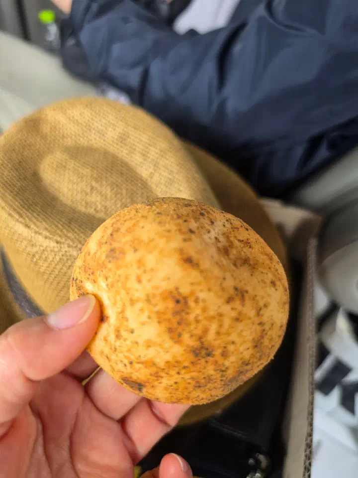 Hand holding a Gamzabatt potato bread shaped exactly like a real potato