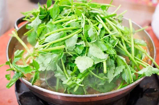 Generous heap of free water dropwort greens added to a monkfish stew pot