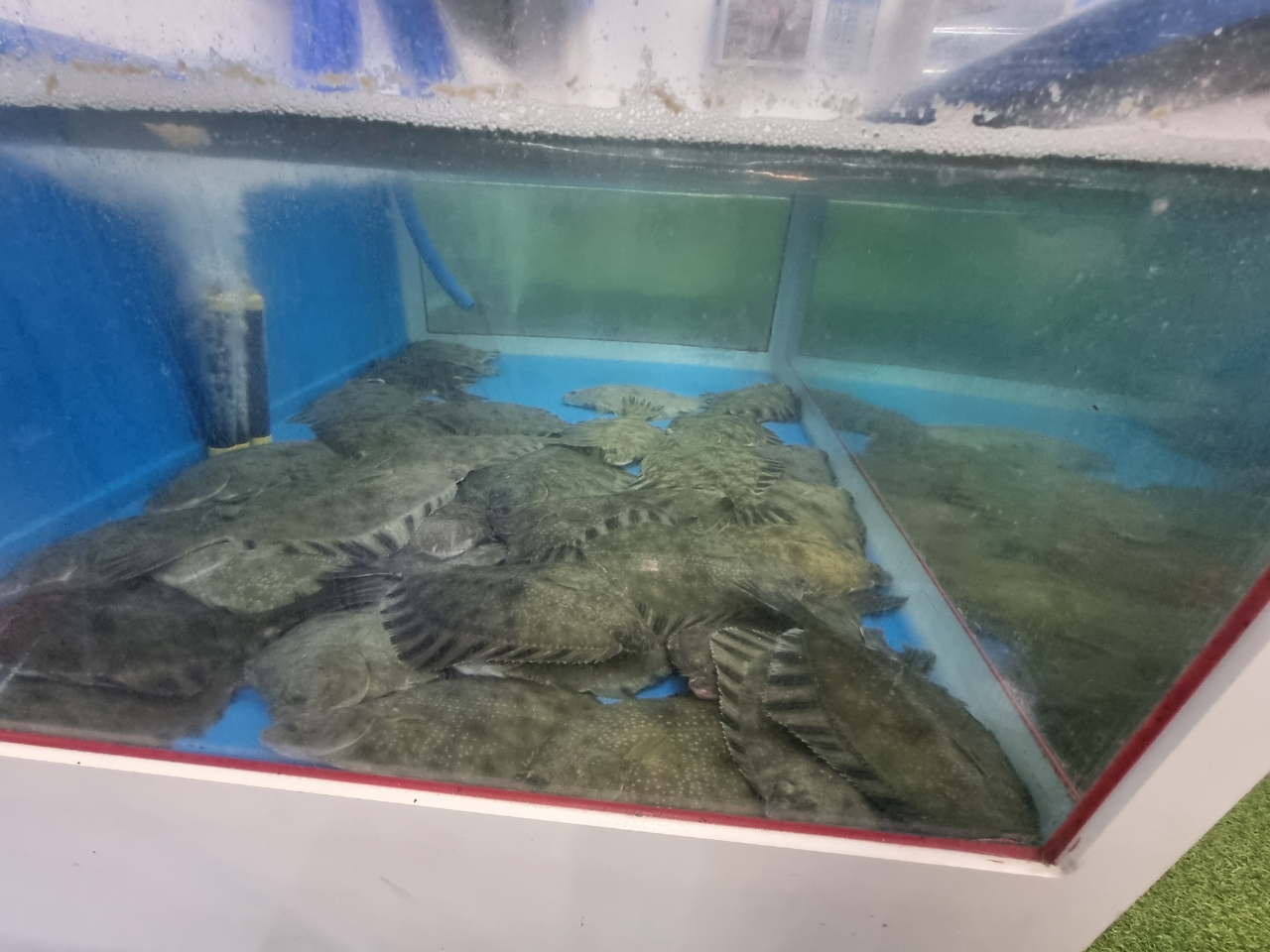 Live giant amberjack swimming in the tank at Haejeoksusan
