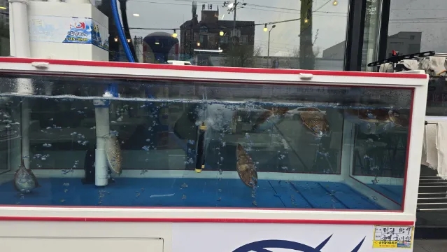 Live cuttlefish in the seawater tank at the entrance