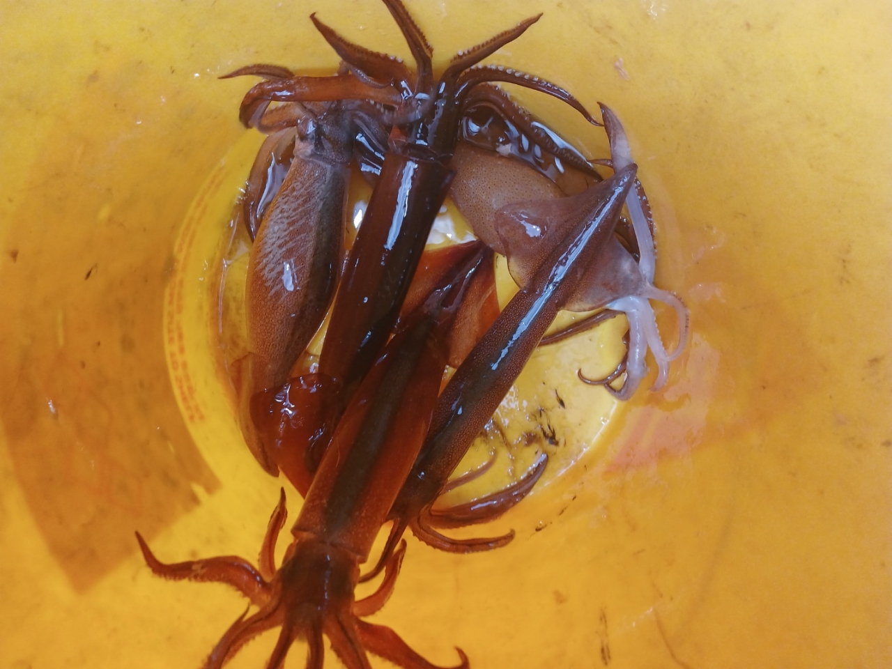 Whole live squid before slicing at Haejeoksusan
