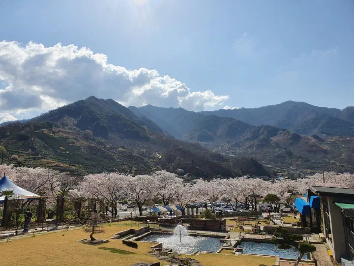 View of Jirisan green tea fields and the Simni cherry blossom road from The Road 101
