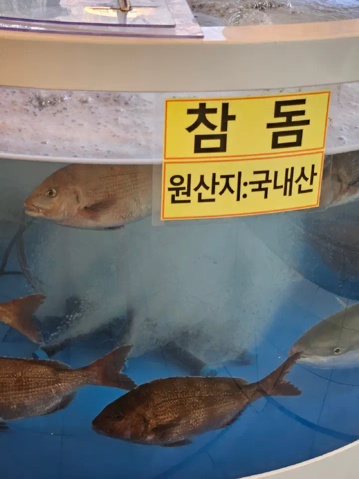 Live sea bream swimming in the first-floor tank at Dongbu Hoe Center