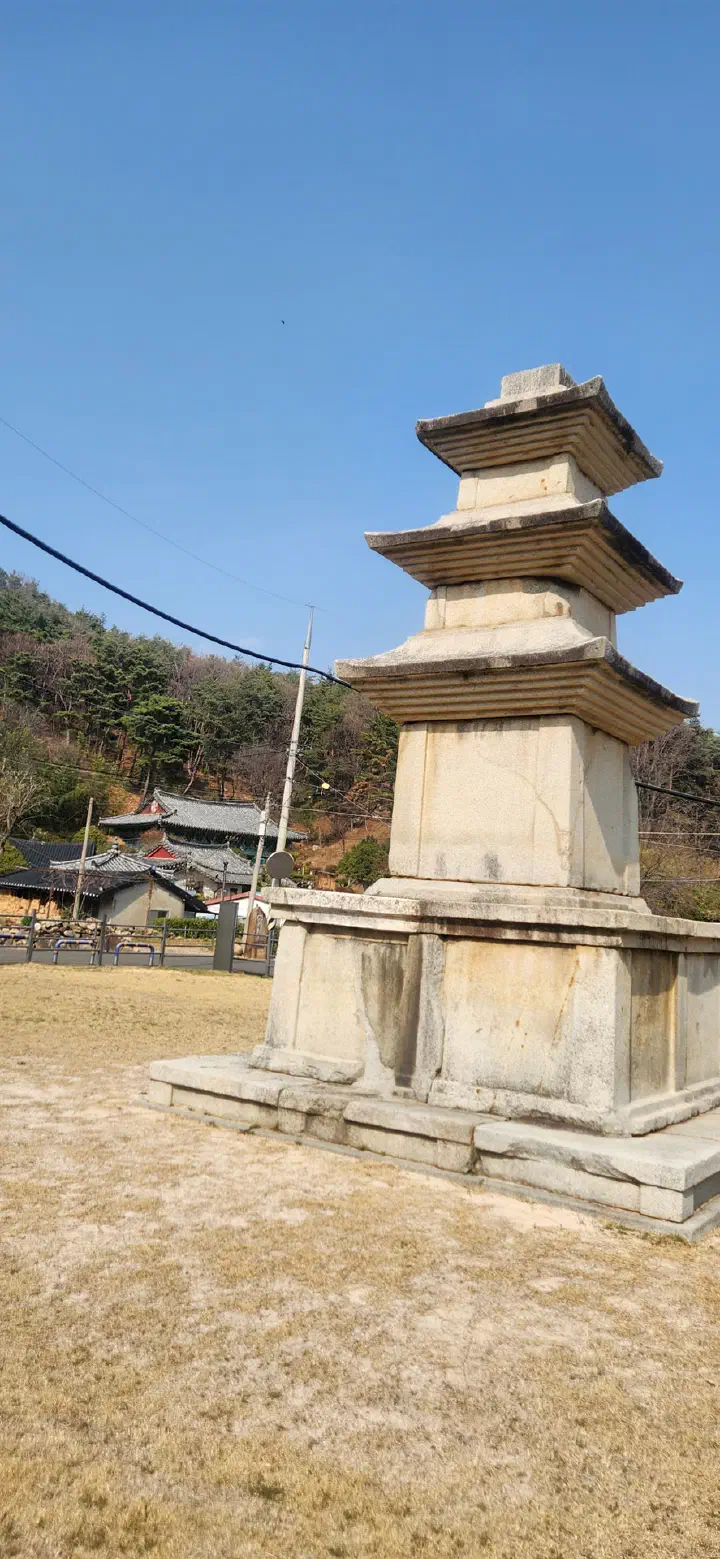 정원의 꽃나무