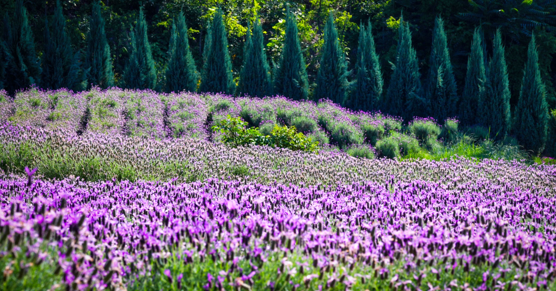 Lavender garden and glass-walled cafe building at Neutinamu-ui Sarang Cafe