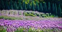 Neutinamu-ui Sarang Cafe in Yangsan: Lavender Fields, Geese, and a Garden Worth the Drive