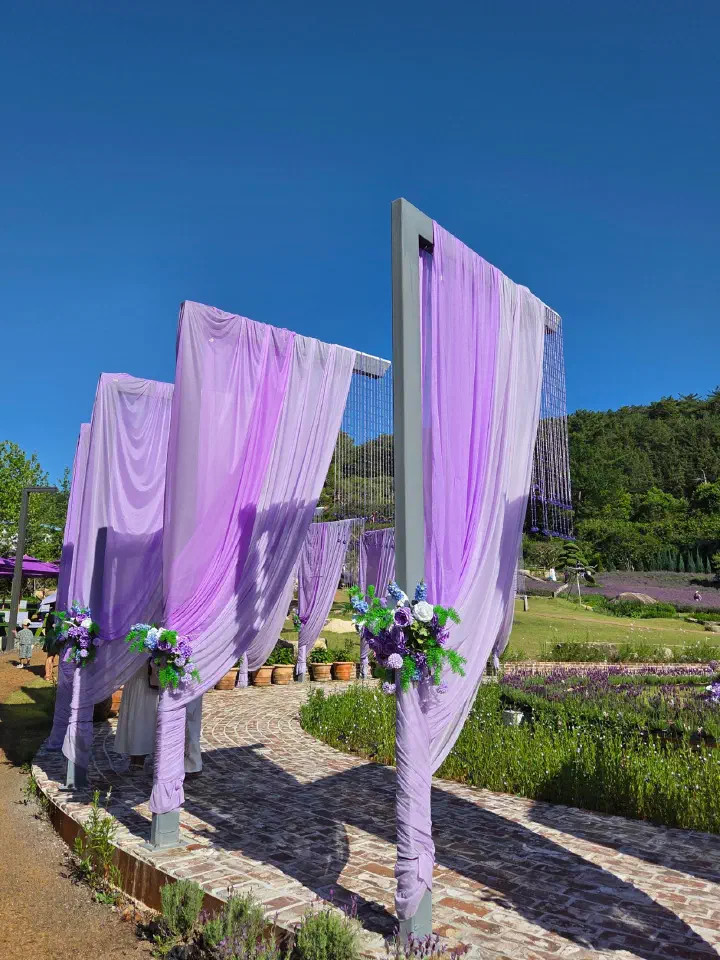 Purple curtain photo zone along the lavender festival walkway