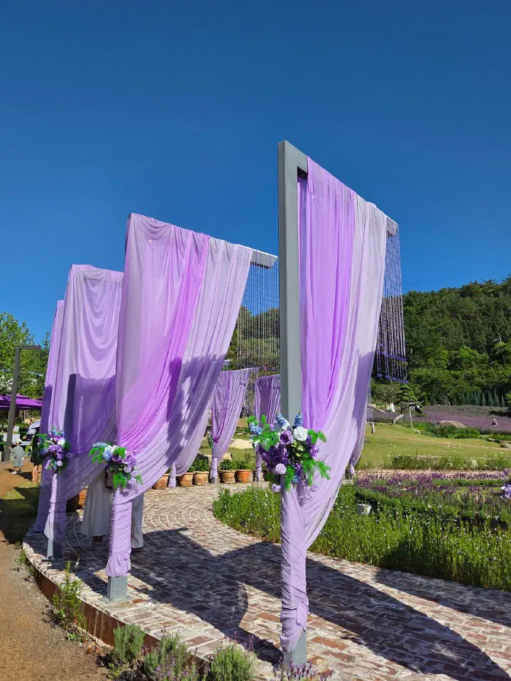 라벤더 축제 산책로에 설치된 보라색 커튼 포토존