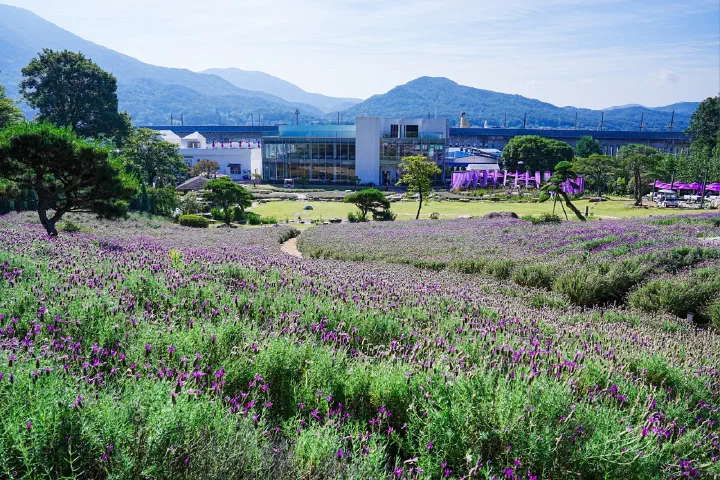 Purple lavender field in bloom in front of the cafe building during the festival at Neutinamu-ui Sarang Cafe