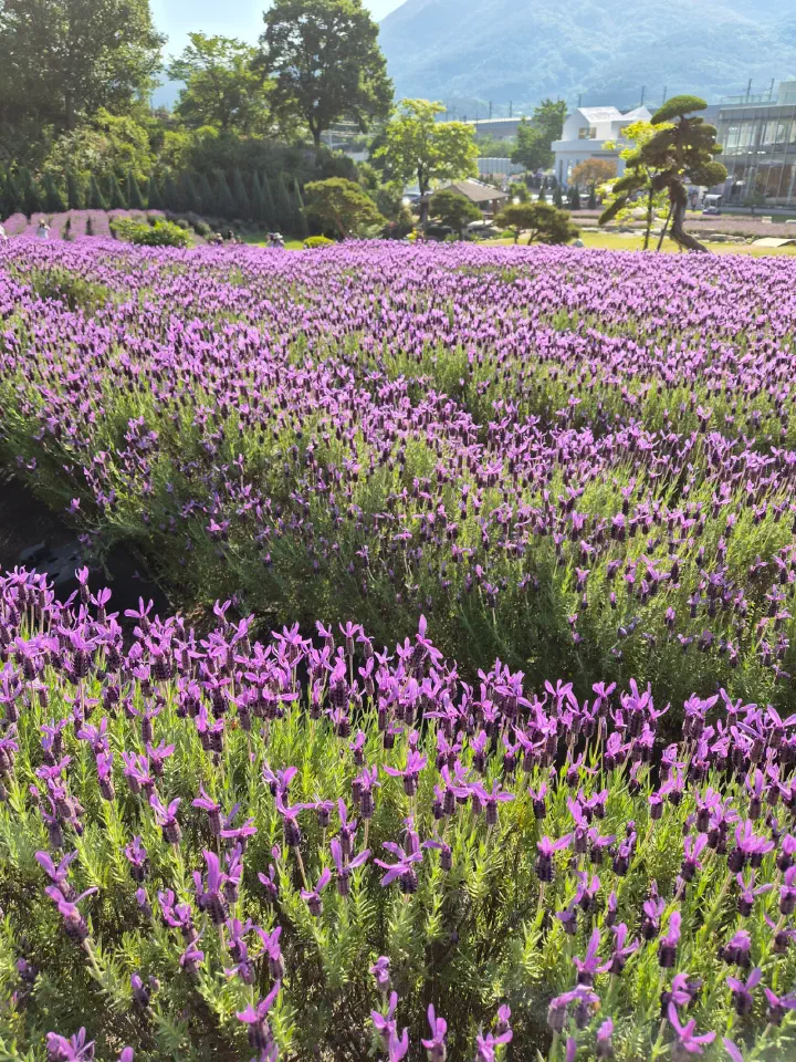 Close-up of Spanish lavender at full bloom in the Yangsan lavender field