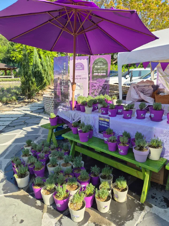 Potted lavender plants and herb pots for sale at a garden stall in Neutinamu-ui Sarang Cafe