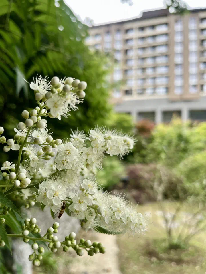 The Forest Resom resort building seen beyond a garden of white blossoms