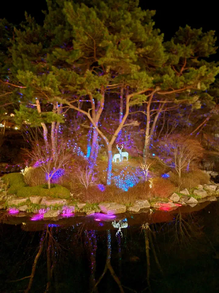 Deer light sculptures reflected in a pond amid colorful nighttime illumination in the Forest Resom garden