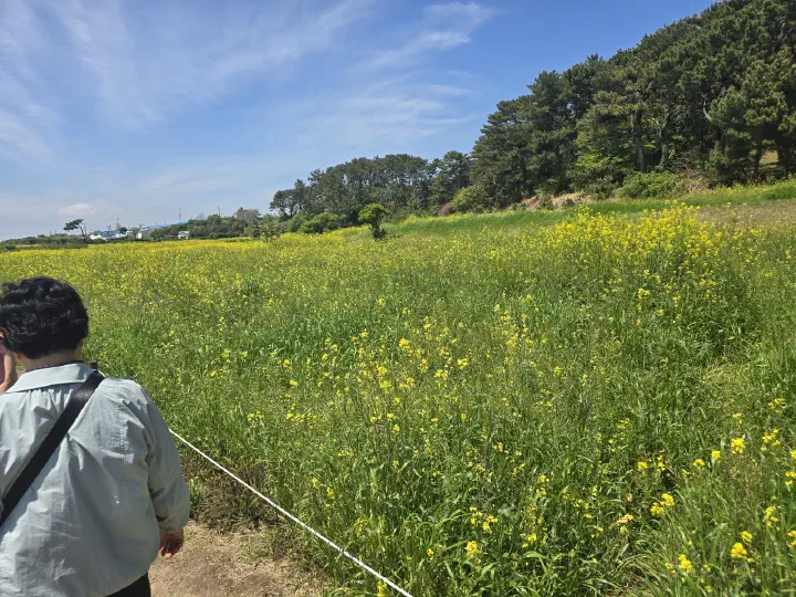 Yellow canola flower field at Daewangam Park