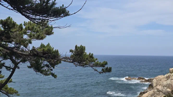 Pines and the East Sea along the coastal trail at Daewangam Park