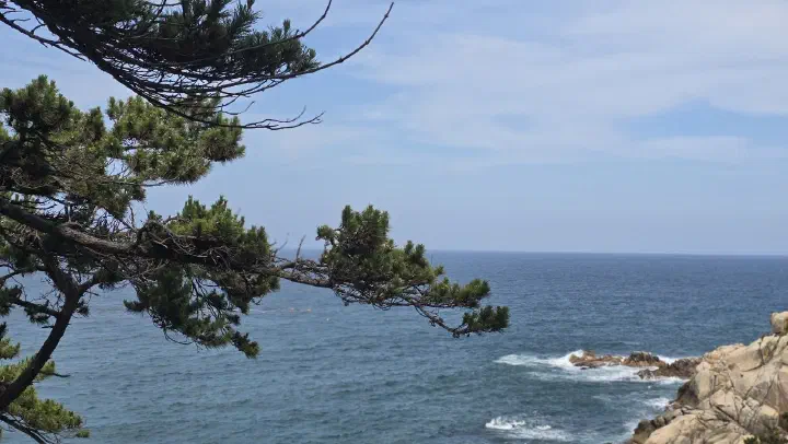 대왕암공원 해안 산책로 소나무와 동해 절경