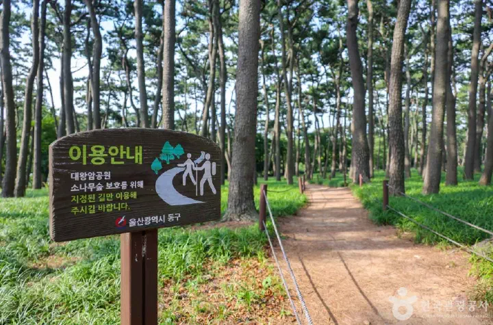 Pine forest path and signpost at the entrance of Daewangam Park in Ulsan