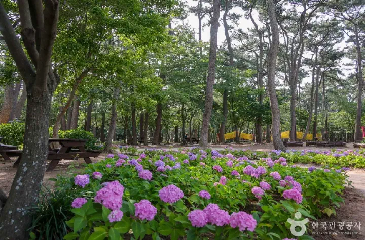Hydrangeas blooming under the pines at Daewangam Park
