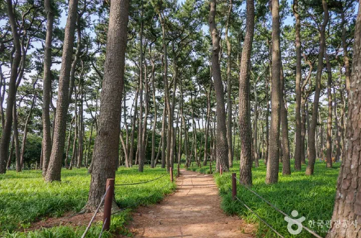 Pine forest walking trail at Daewangam Park