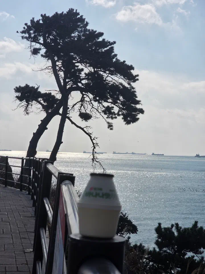 Lone pine bent toward the sea, a photo spot at Daewangam Park