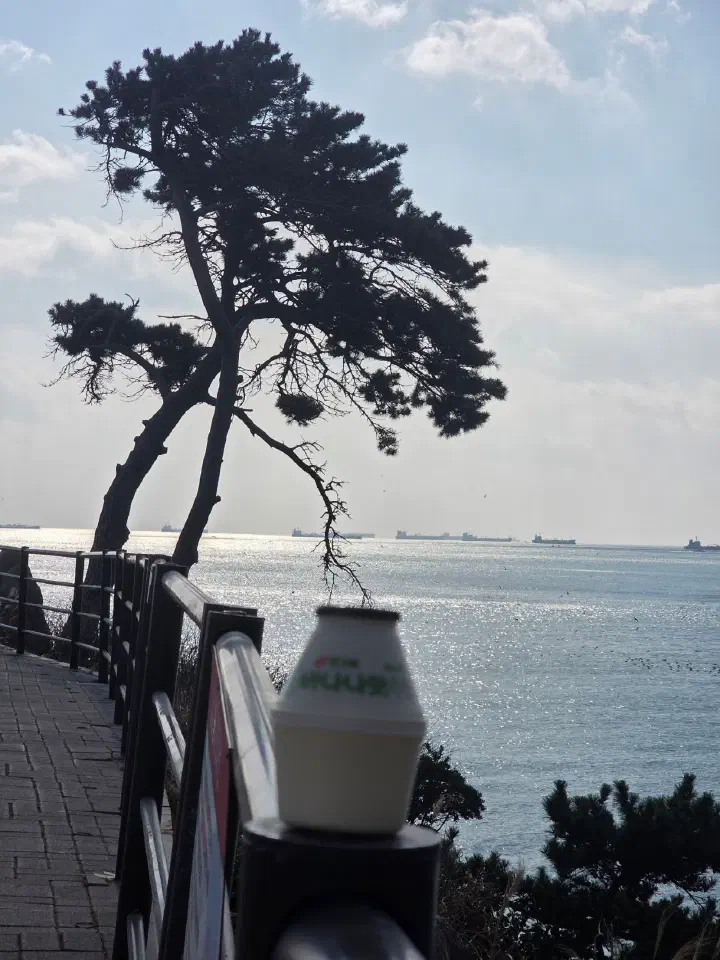 대왕암공원 바다를 향해 휜 소나무 포토존