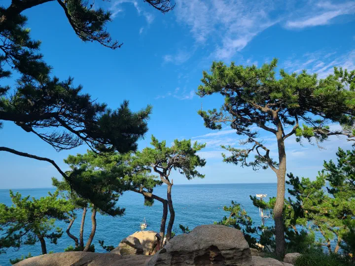 Sea view through the pines at Daewangam Park