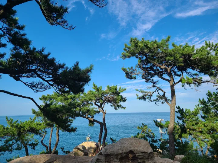 대왕암공원 송림 사이로 보이는 바다 전망