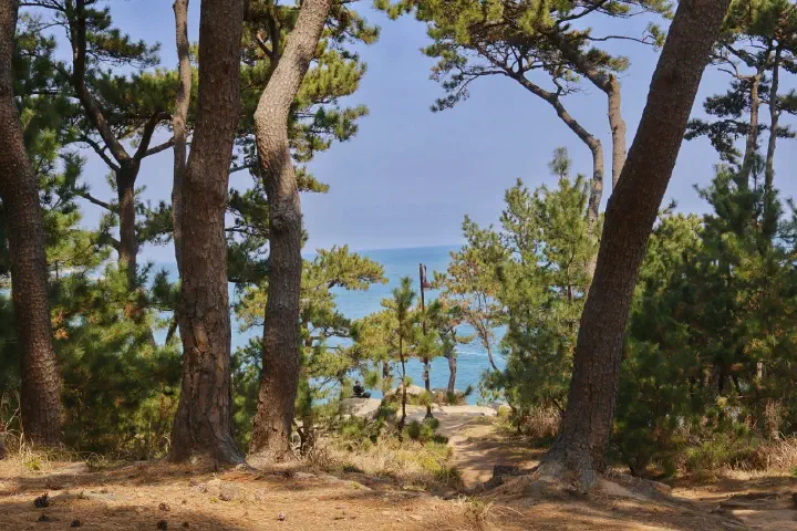 Pine trees and a sea cliff at Daewangam Park