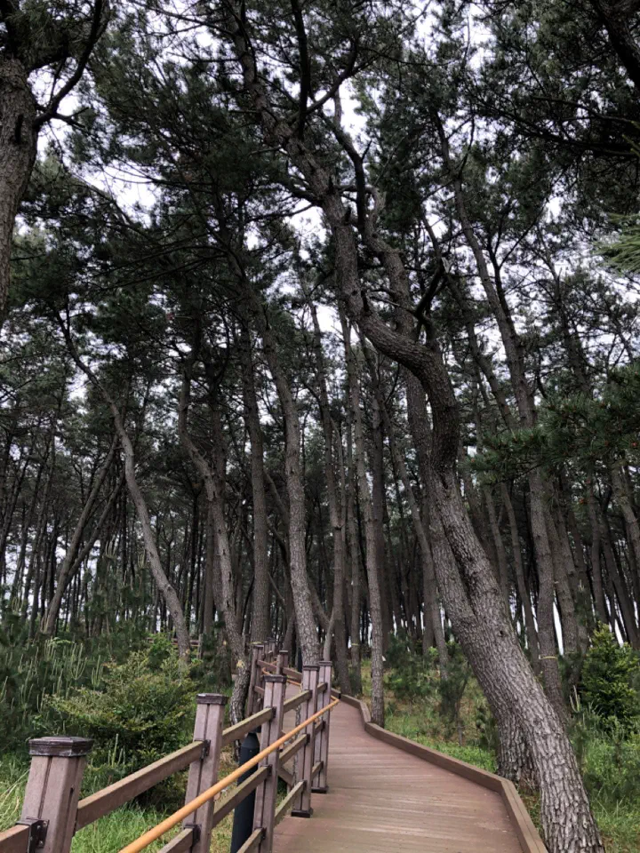 간절곶 입구의 시원한 송림 산책로