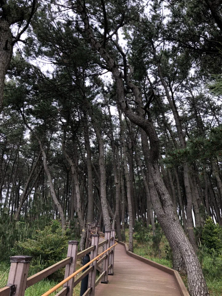 The shaded pine-forest path at the entrance to Ganjeolgot