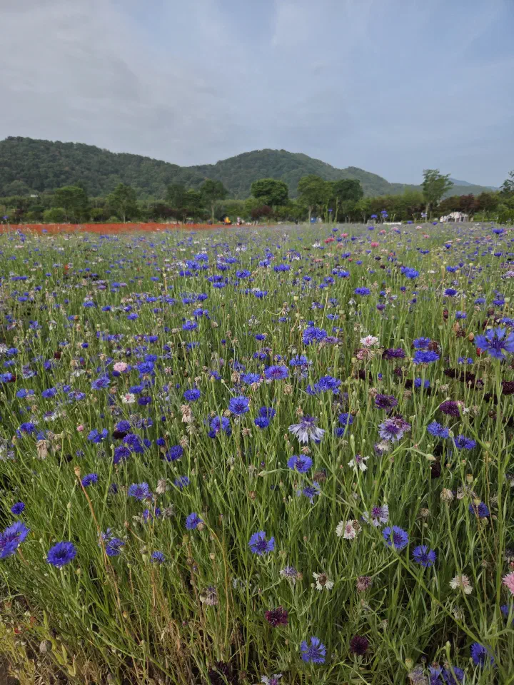 Field of blue cornflowers at Taehwagang National Garden, Ulsan
