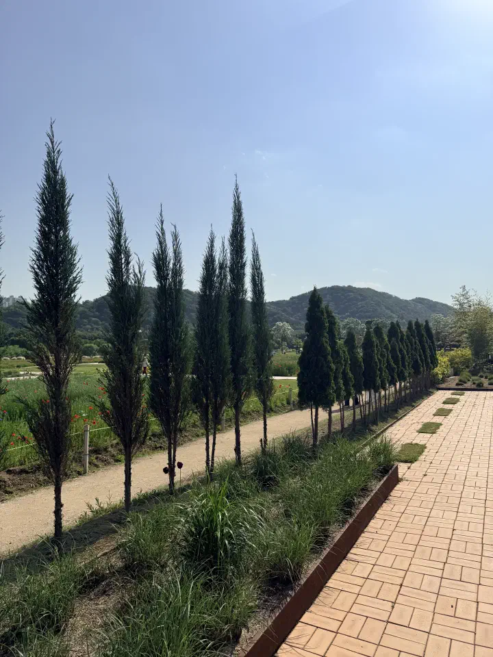 Conifer garden walking path at Taehwagang National Garden, Ulsan