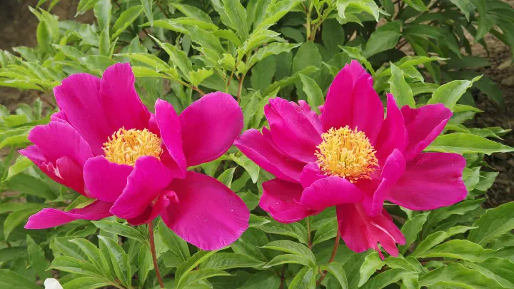Close-up of pink peony blossoms at Taehwagang National Garden, Ulsan