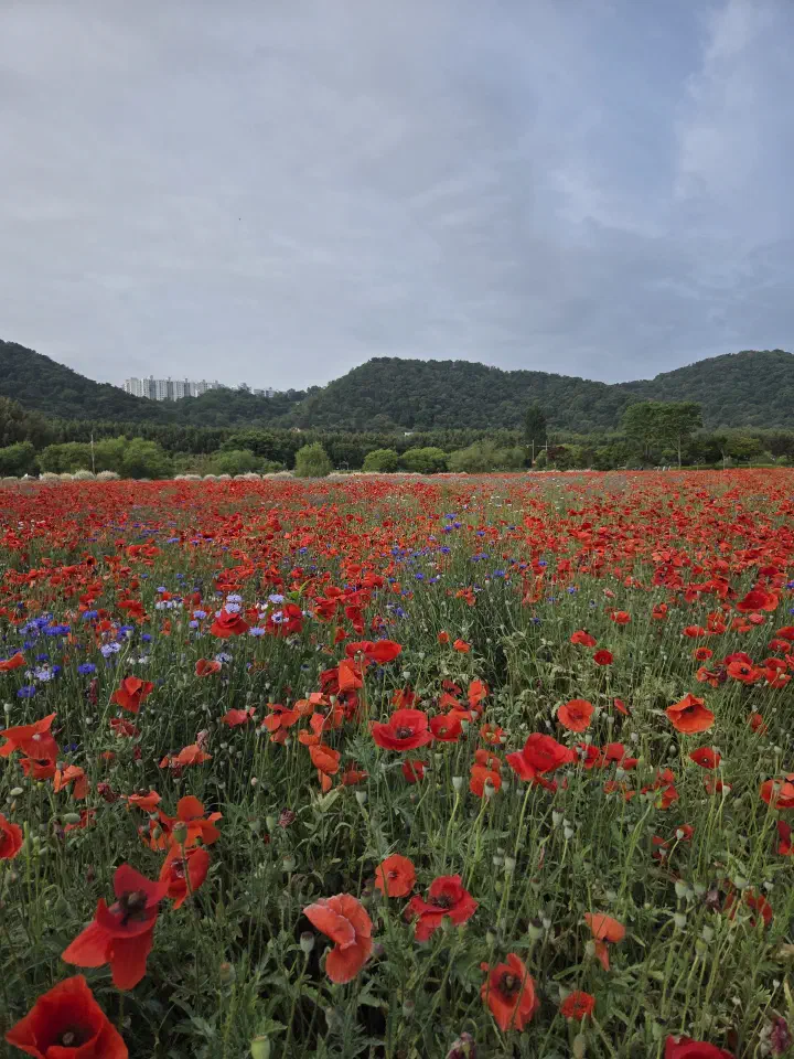 Field of red poppies at Taehwagang National Garden, Ulsan