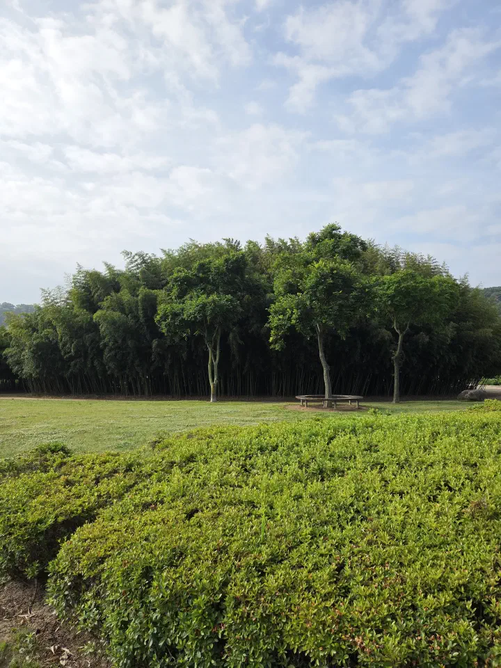 Bamboo forest walking path in the Sipri Grove at Taehwagang National Garden, Ulsan