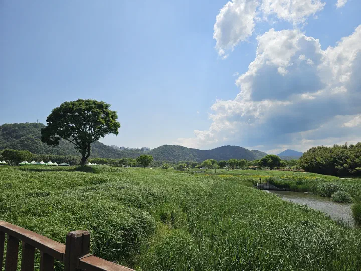 Spring flower meadow in full bloom at Taehwagang National Garden, Ulsan