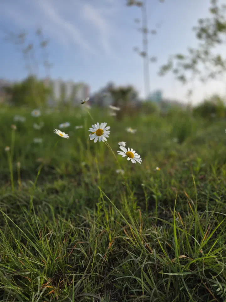 White baby&rsquo;s breath wildflowers at Taehwagang National Garden, Ulsan