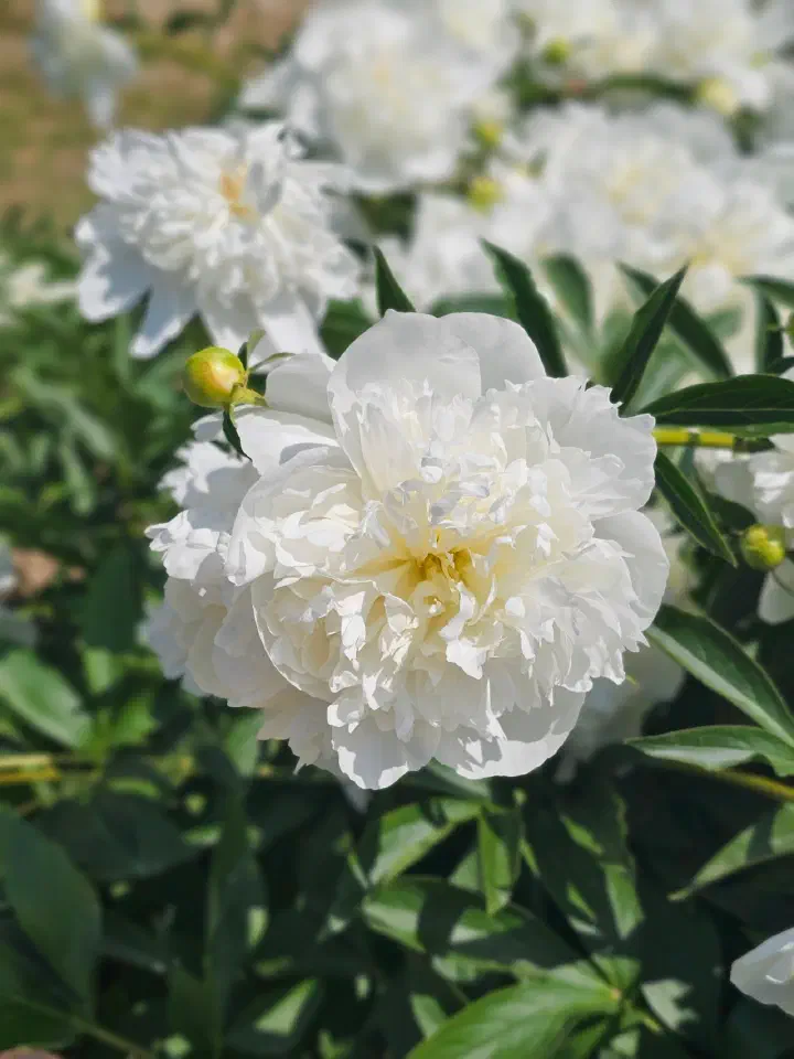 White peony flower at Taehwagang National Garden, Ulsan