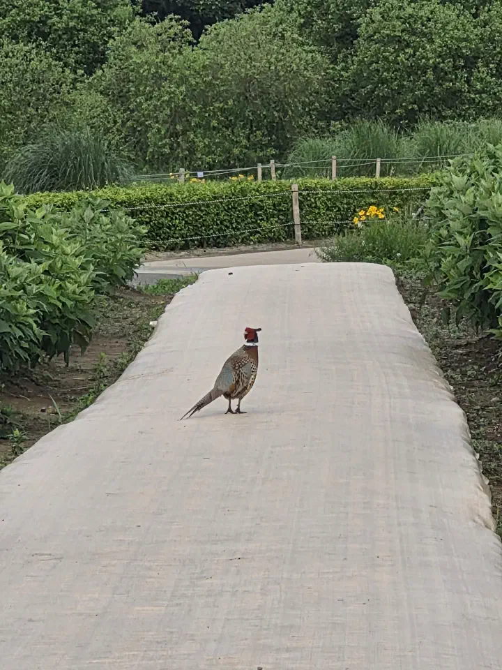 Wild pheasant on a path at Taehwagang National Garden, Ulsan