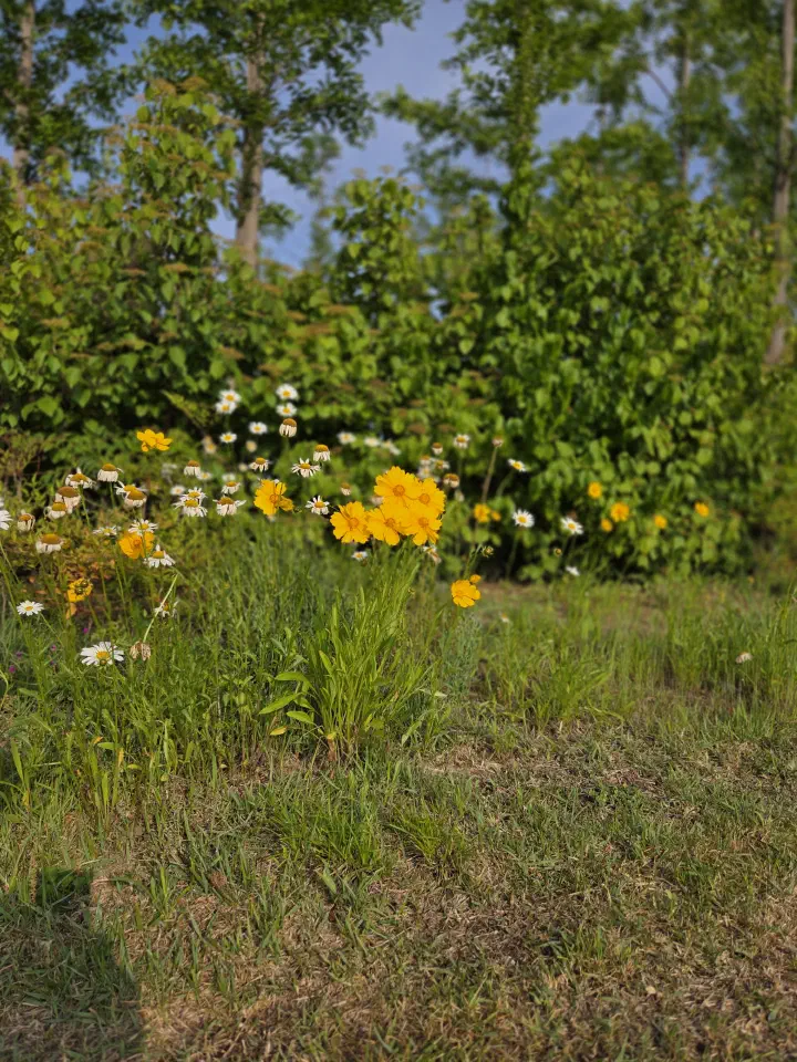 Field of yellow California poppies at Taehwagang National Garden, Ulsan